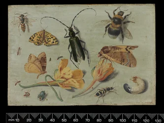Insectes